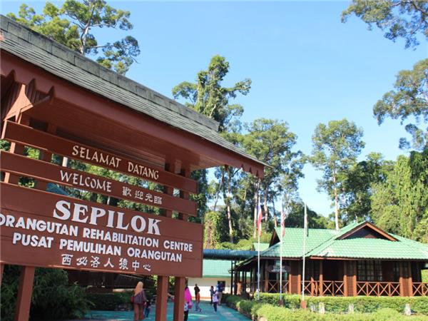 Borneo family vacation to see Orangutans