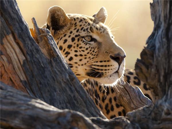 Botswana wildlife safari
