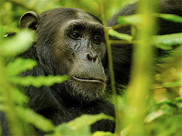 Uganda gorillas and wildlife holiday