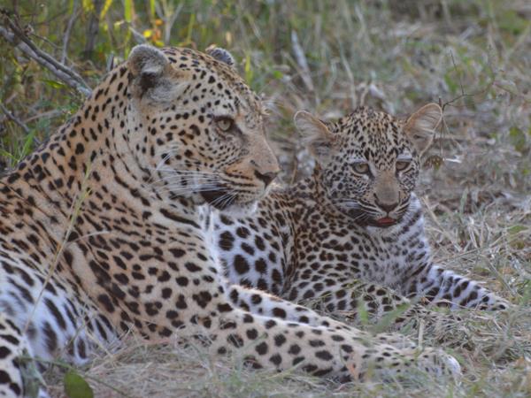 Ten day wildlife safari, South Africa 