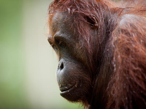 Borneo orangutan vacation