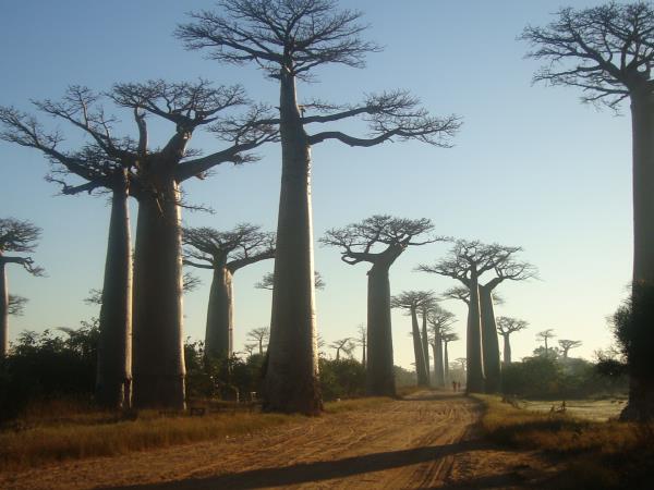 Madagascar in depth, small group tour