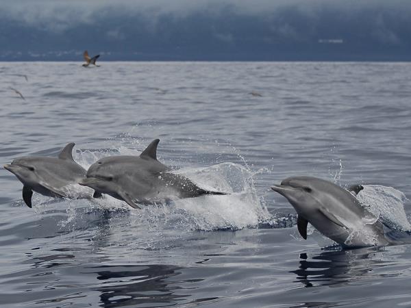 Swimming with wild dolphins in the Azores