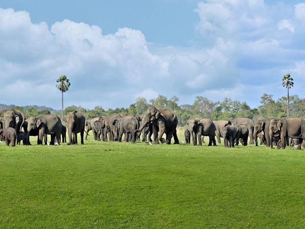 Tailor made wildlife tour of Sri Lanka