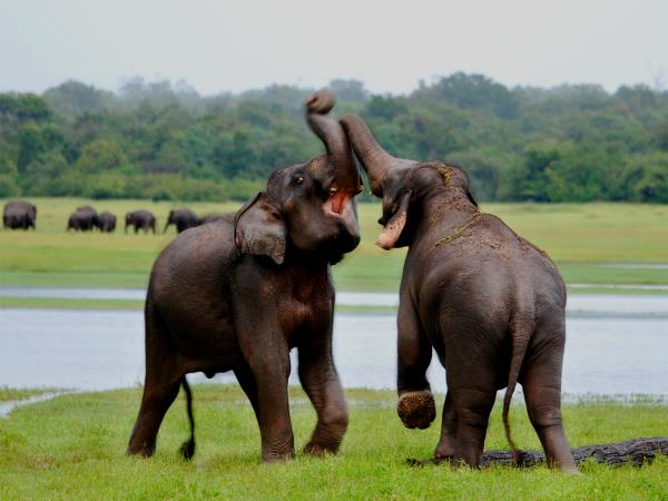 Sri Lanka family adventure vacation
