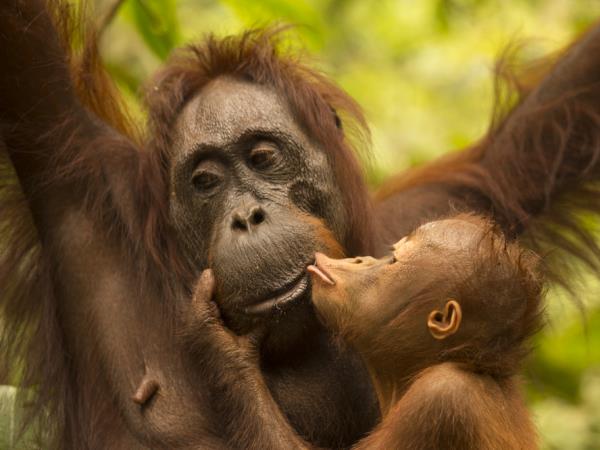 Orangutan photography in Borneo