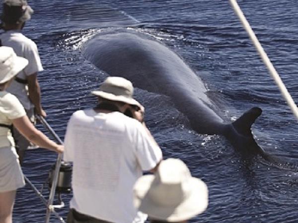 Blue Whale tour in the Azores
