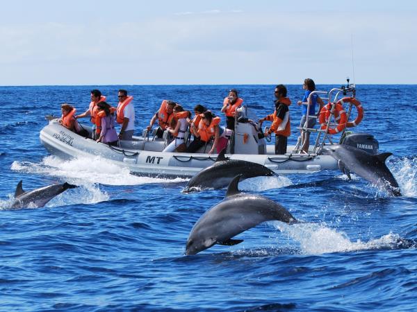 Azores family adventure vacation, whales and dolphins