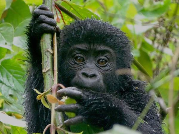 Chimp and gorilla tracking in Uganda