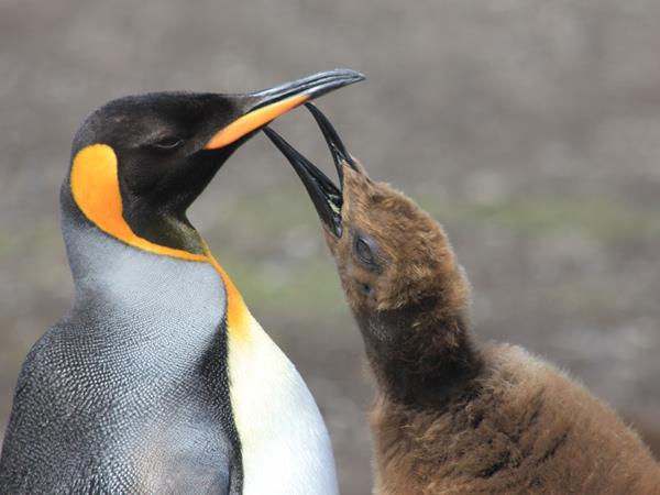 Falkland Islands tour, birds and wildlife
