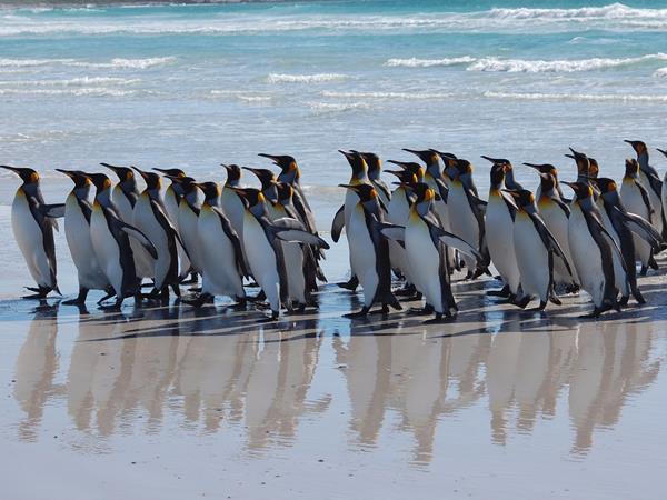 Falkland Islands wildlife tour