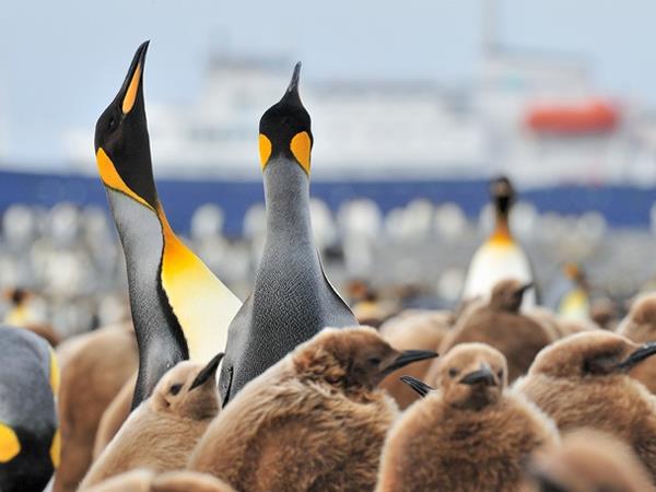 Falklands, South Georgia and Antarctica cruise