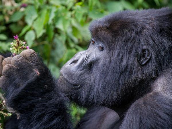 Gorillas and big game, Nairobi to Kigali tour