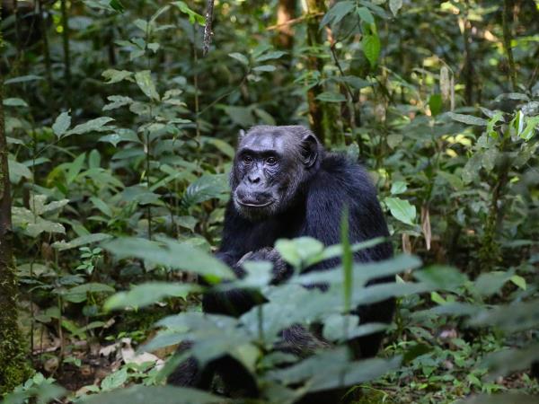 Rwanda primates & Mafia Island holiday