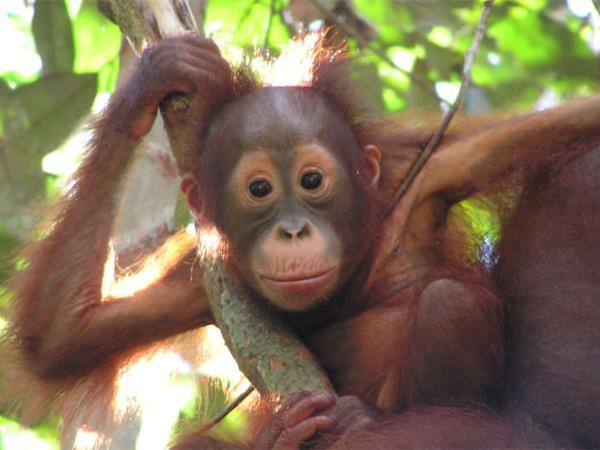 Borneo tour, Great Apes and Beach escapes