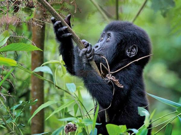 Rwanda tour and luxury gorilla safari