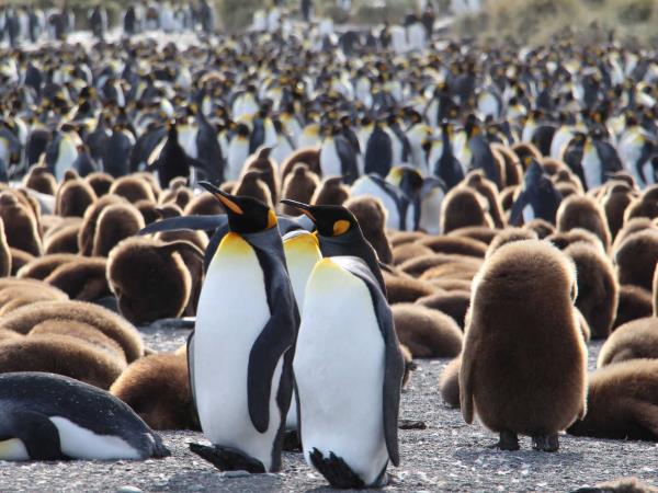 Antarctica, Falklands & South Georgia wildlife cruise