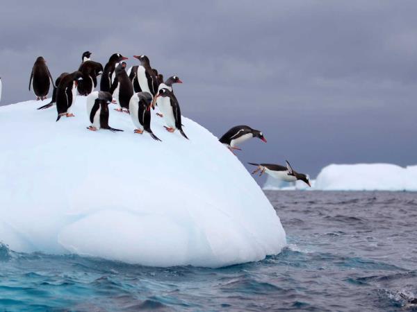 Antarctic wildlife cruise and penguin safari