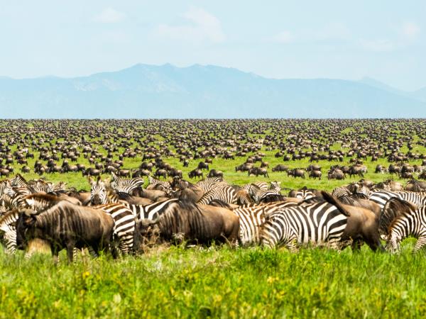 Serengeti wildlife safari, Tanzania migration