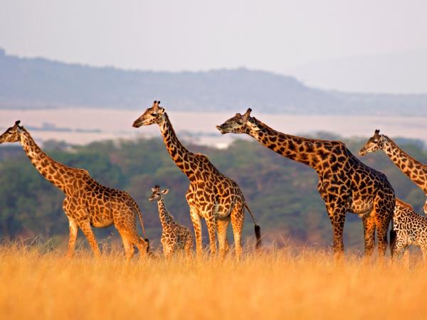 Luxury Tanzania safari and Zanzibar beach vacation