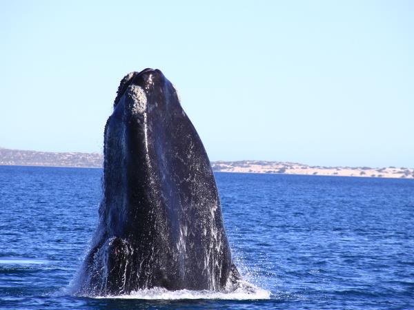 Whale watching tour in South Australia