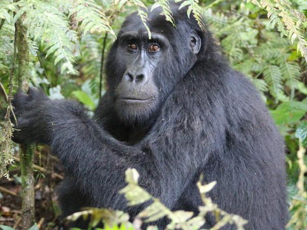 Rwanda primate vacation, 6 days