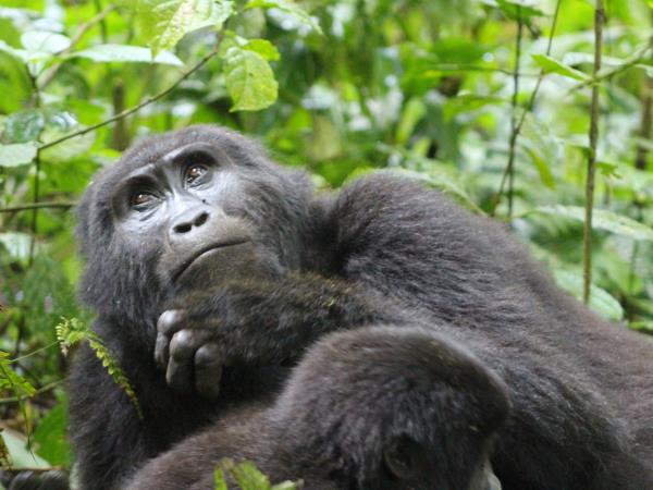 Rwanda small group primate safari