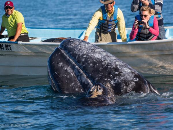 Mexico whale watching adventure vacation, tailor made